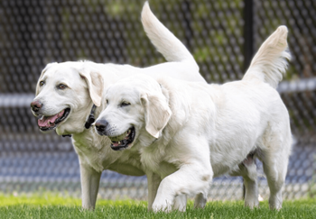 two white labrador retrievers playing in the grass